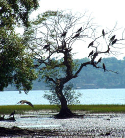 Salim Ali Bird Sanctuary